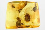 Detailed Fossil Marsh Beetle (Scirtidae) in Baltic Amber #372523-1